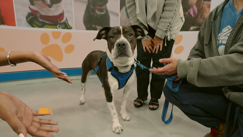 Story image: Paws and Pals: Meet Bronco!