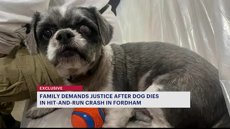 Story image: Exclusive: Family demands justice after beloved dog fatally struck by car in Fordham