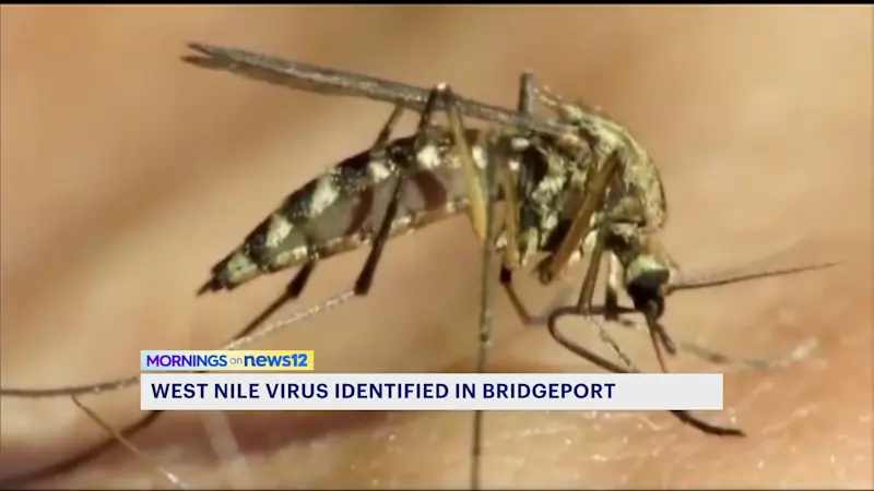 Story image: 'That definitely puts us on notice.' State's first 2025 case of West Nile virus found in Bridgeport