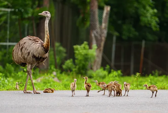 baby rheas