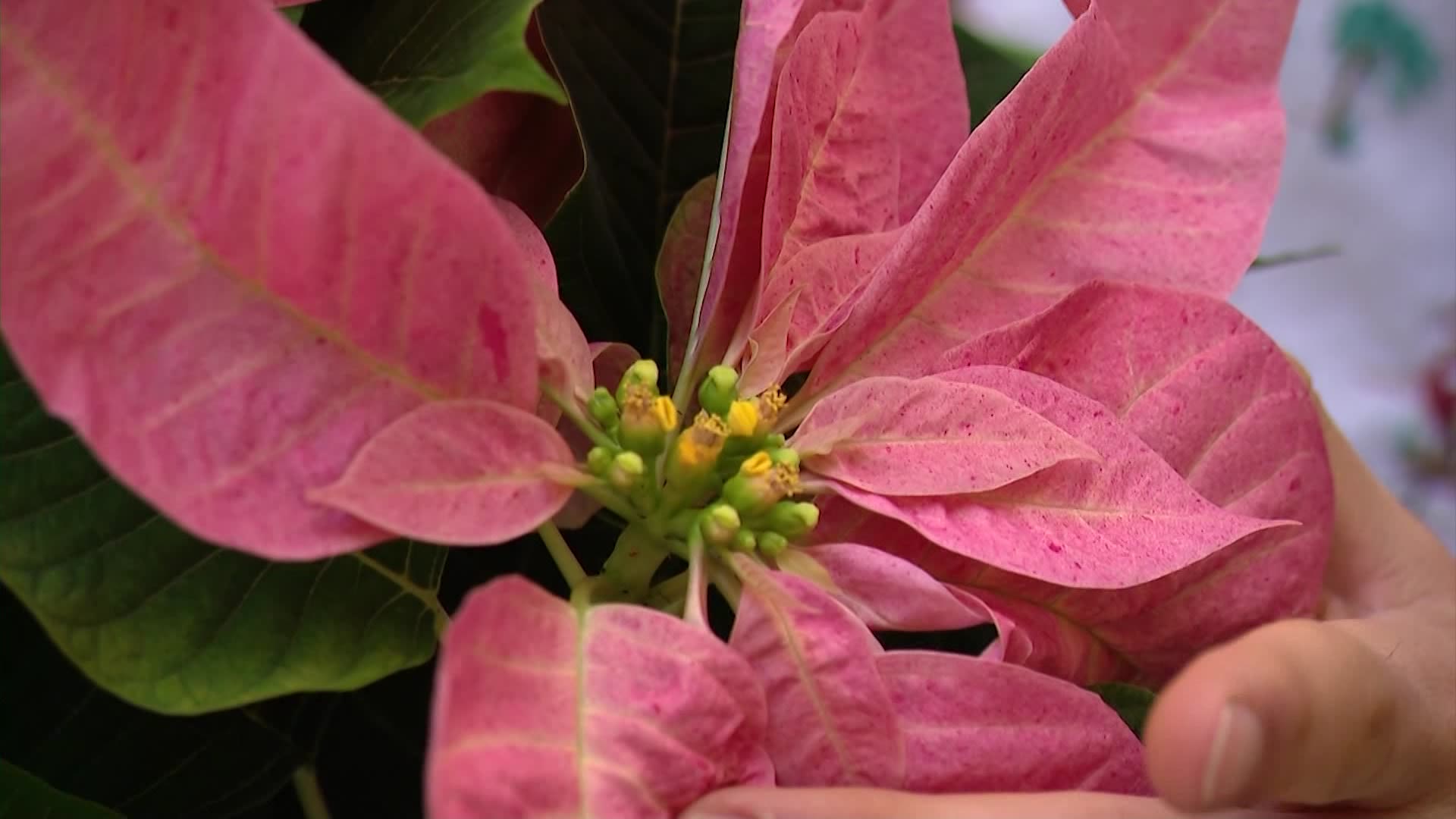 Garden Guide How to take care of poinsettias