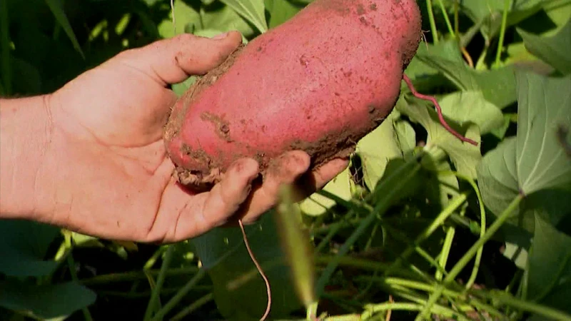 Story image: Farm to table food: One farm and hospital partnership is making sure patients are well fed