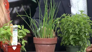 Garden Guide: How to start an herb garden