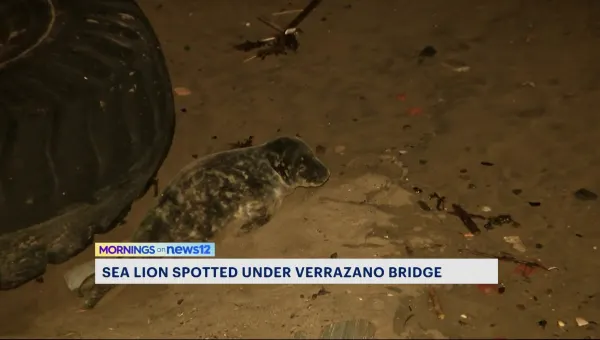 Baby sea lion spotted by the Verrazano Bridge in Brooklyn