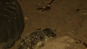Baby seal spotted by the Verrazano Bridge in Brooklyn