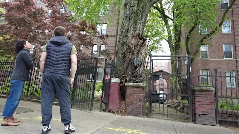 Story image: Flatbush neighbors cite 'tree-mendous' problem that they hope city will fix