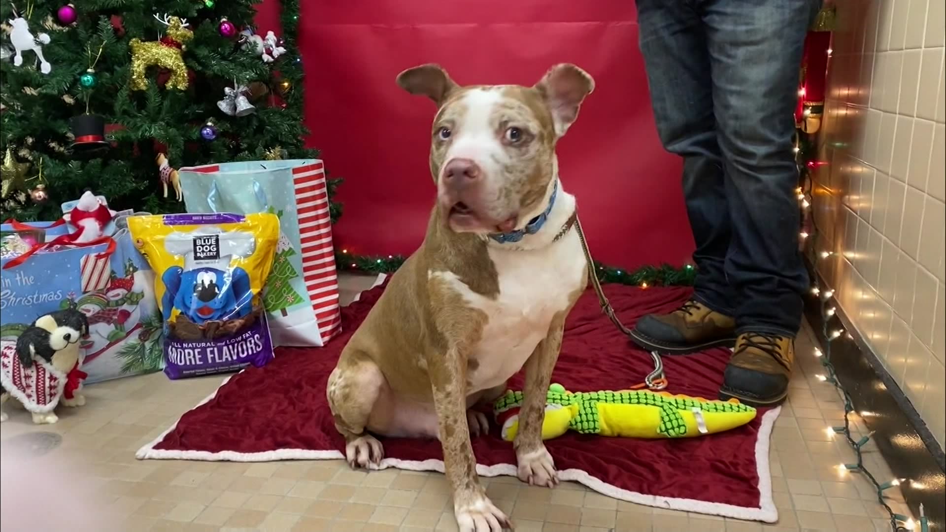 Paws & Pals Dogs up for adoption at Town of Brookhaven Animal Shelter