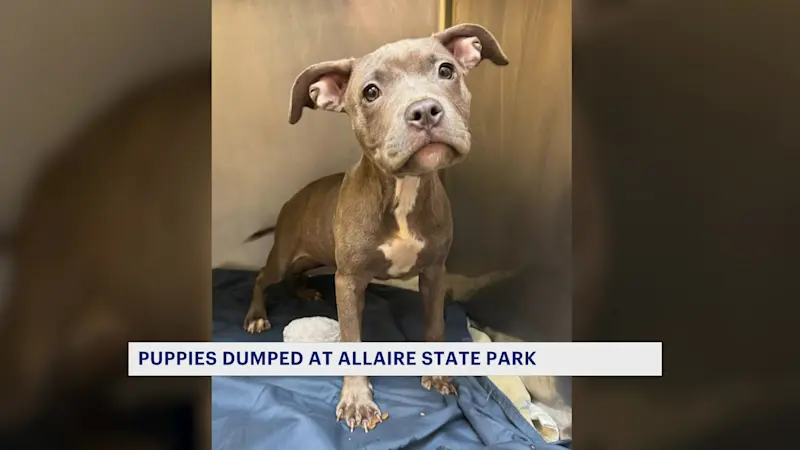 Story image: SPCA seeks information about 3 puppies found abandoned in Allaire State Park