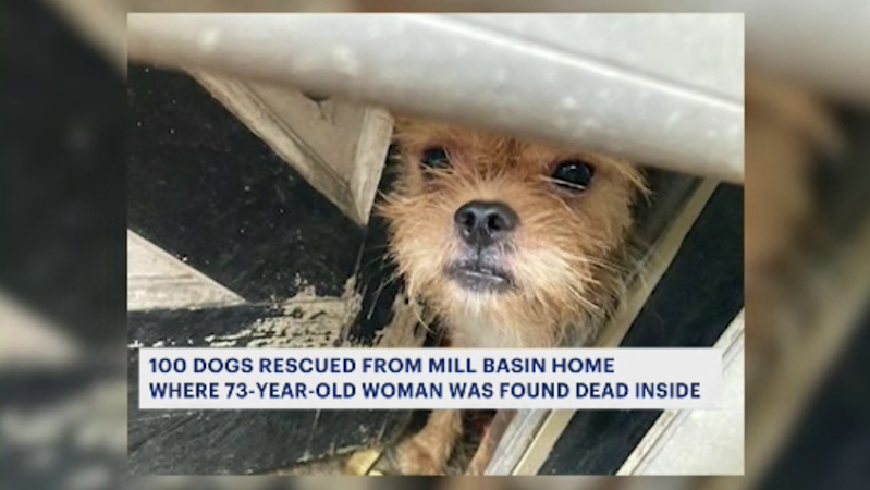 Story image: Deadly discovery leads to rescue of 100+ dogs in Brooklyn