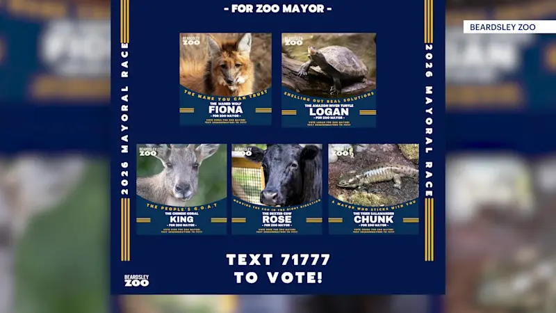 Story image: No monkey business! Beardsley Zoo animals vie for mayor