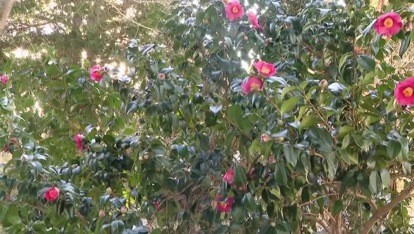 Garden Guide: Imagine a rose that blooms all winter long... Alex introduces you to Camellias 