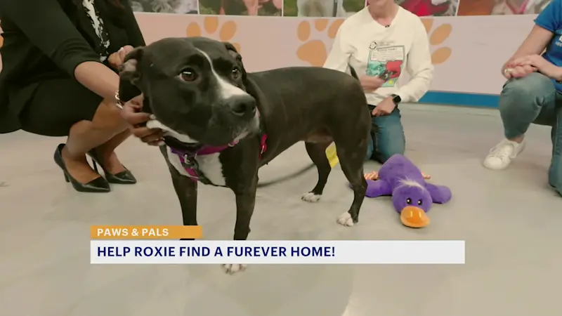 Story image: After 2 years in a shelter, Roxie is ready for a 'furever' home