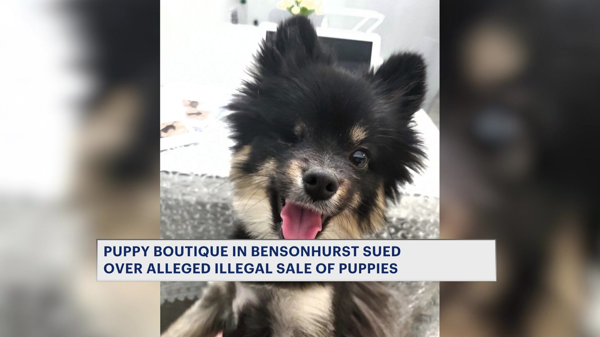 puppyboutiquelawsuitCM_2026-07-02-17-56-19