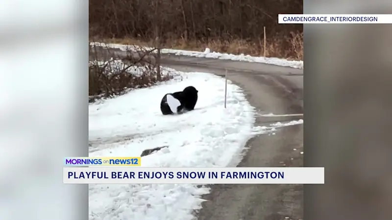 Story image: Must-see video: Bear enjoys snow day in Farmington