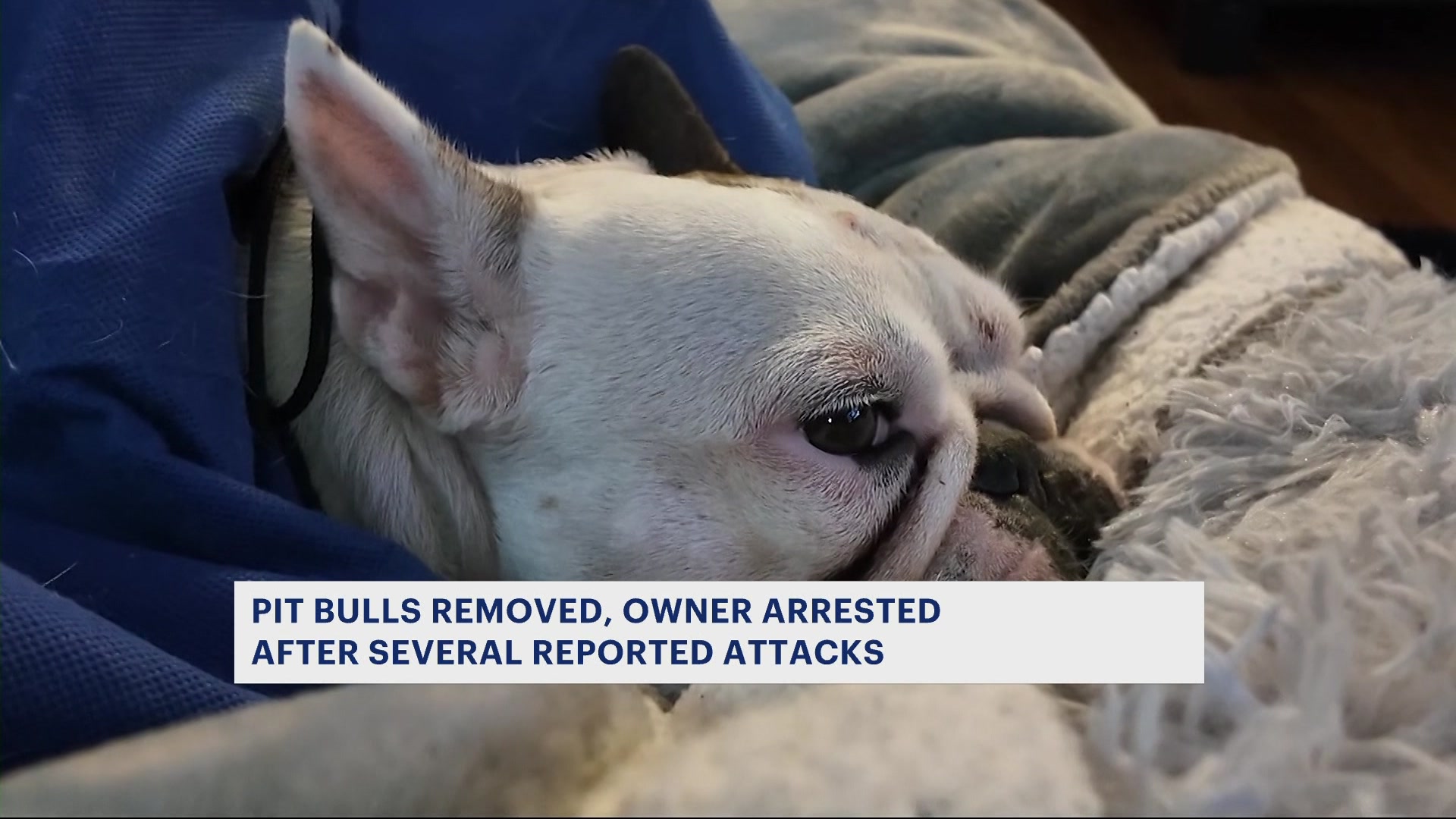 2 pit bulls removed from Coney Island apartment, owner arrested after attacks