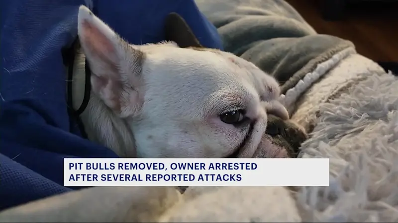 Story image: 2 pit bulls removed from Coney Island apartment, owner arrested after attacks