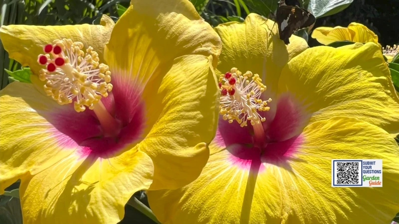 Story image: Garden Guide: Hibiscus are MORE than just pretty flowers 