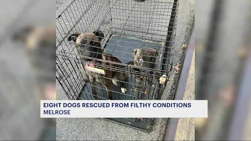 Story image: NYPD rescues dogs from Melrose apartment building 