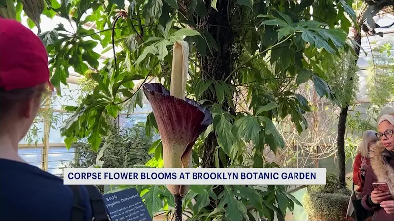 Story image: Corpse flower blooms at Brooklyn Botanic Garden, draws crowd despite foul smell