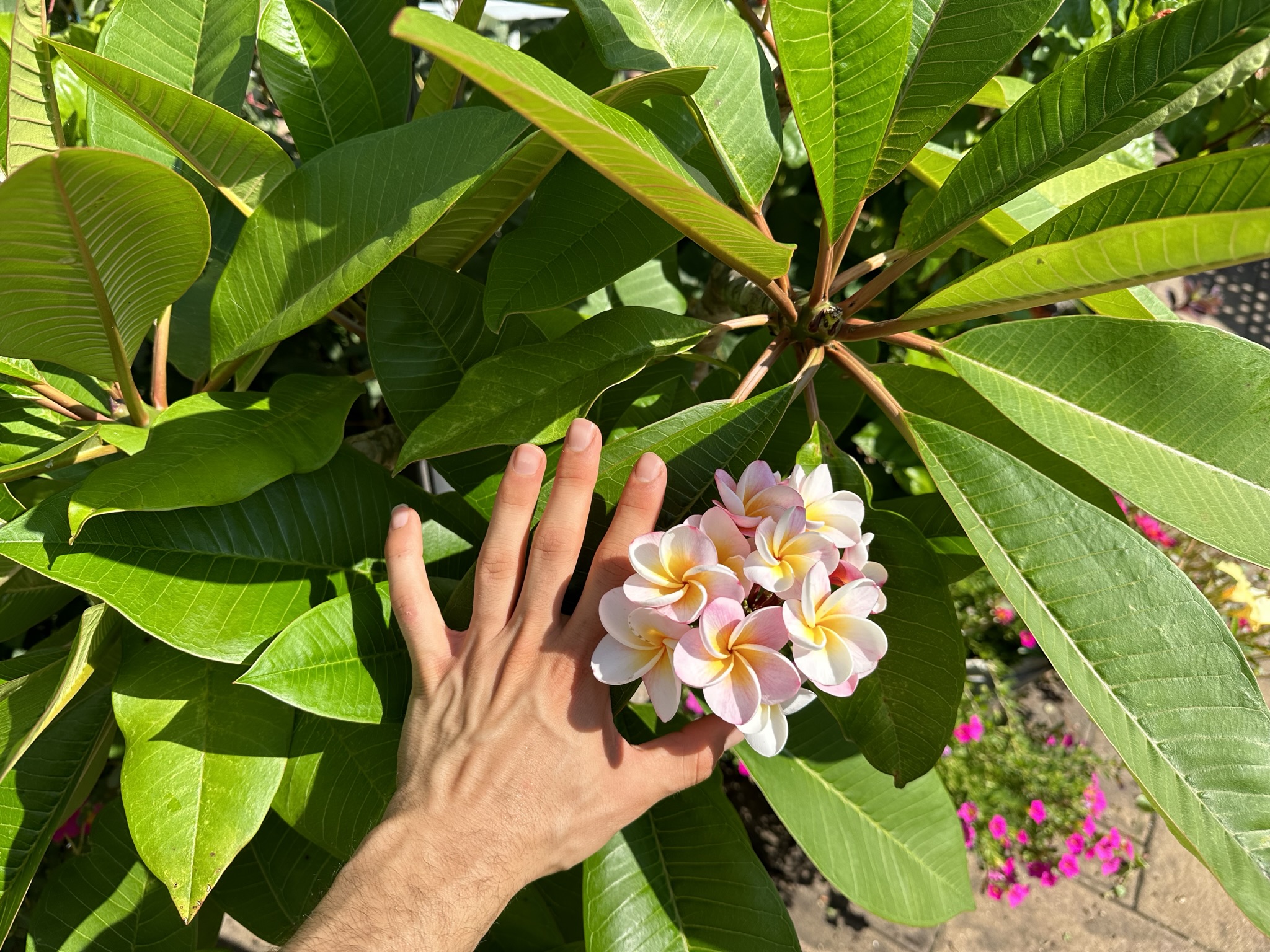 PLUMERIA DIVINE.JPEG