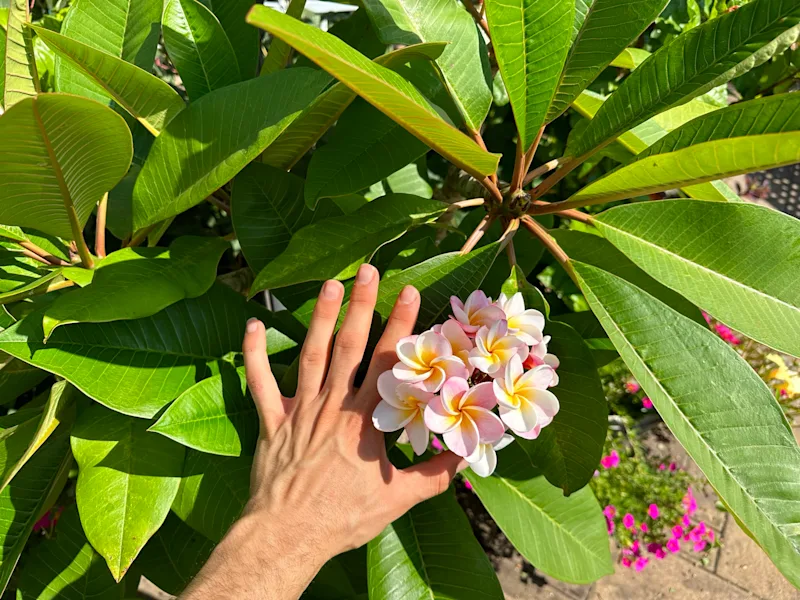 PLUMERIA DIVINE.JPEG