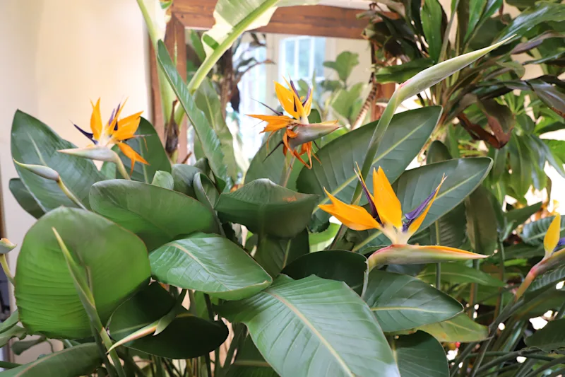News 12 | Bronx | The Bird Of Paradise You Want Is Not The Best