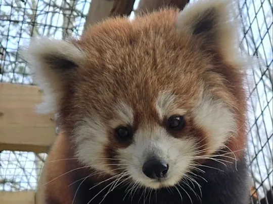 Cape May red panda