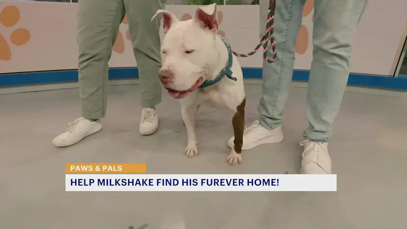 Story image: Milkshake is a 'go with the flow' kind of dog