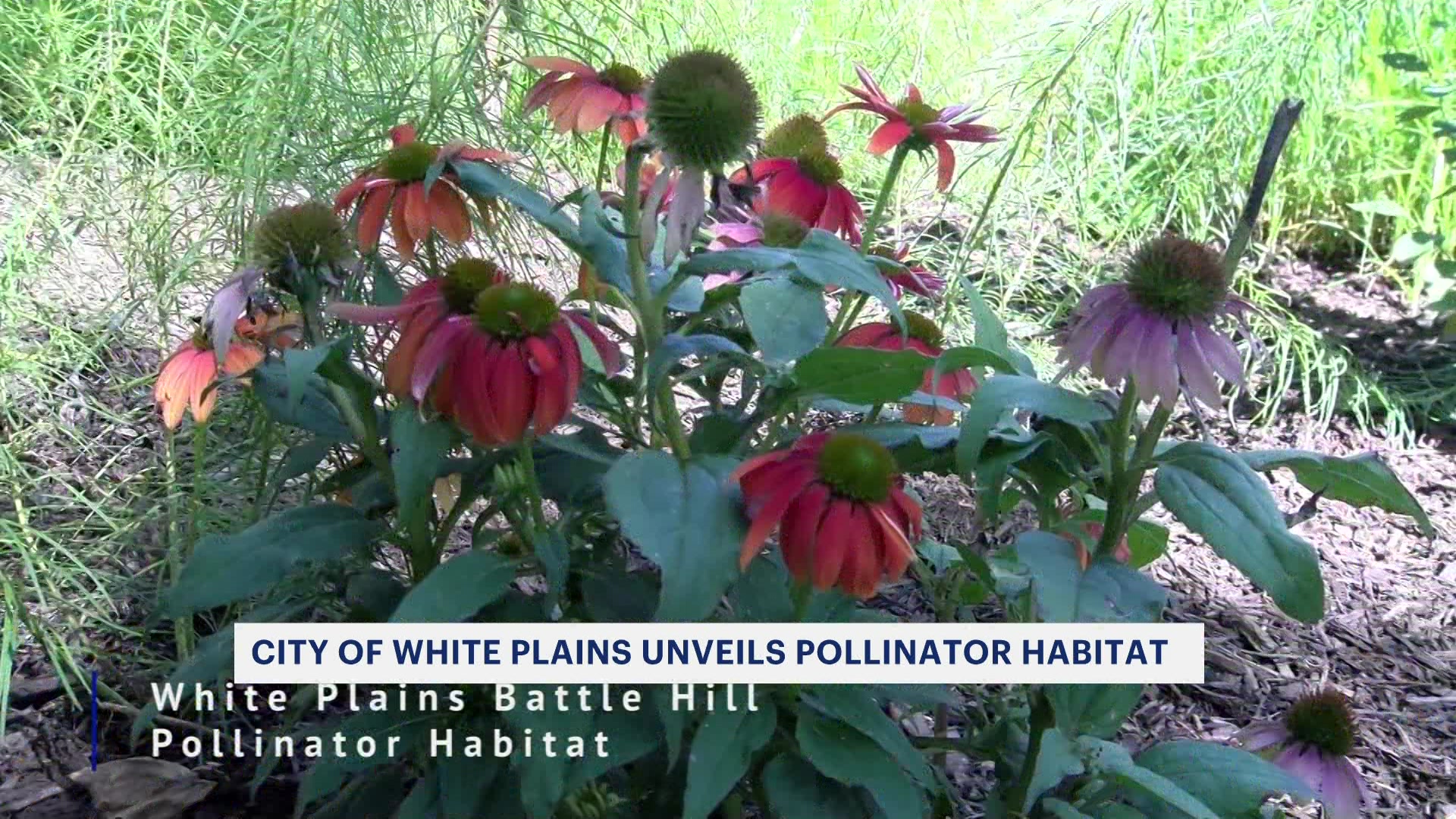 News 12 | Westchester | City Of White Plains Unveils New Pollinator Habitat