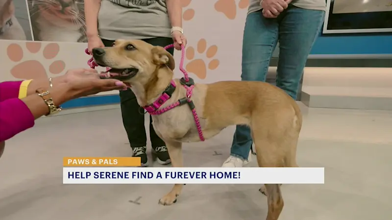Story image: Loving and loyal Serene is ready for her 'furever' home