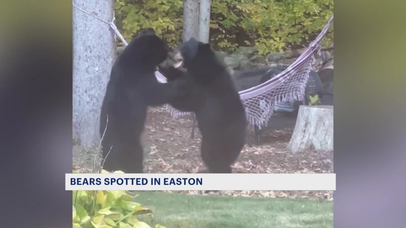 Story image: Caught on camera: Bears playfully duel in Easton back yard