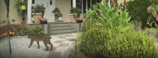 bobcat
