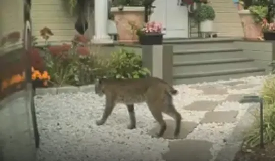 bobcat