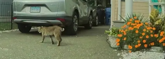 102bobcatsighting_2026-10-02-11-42-20
