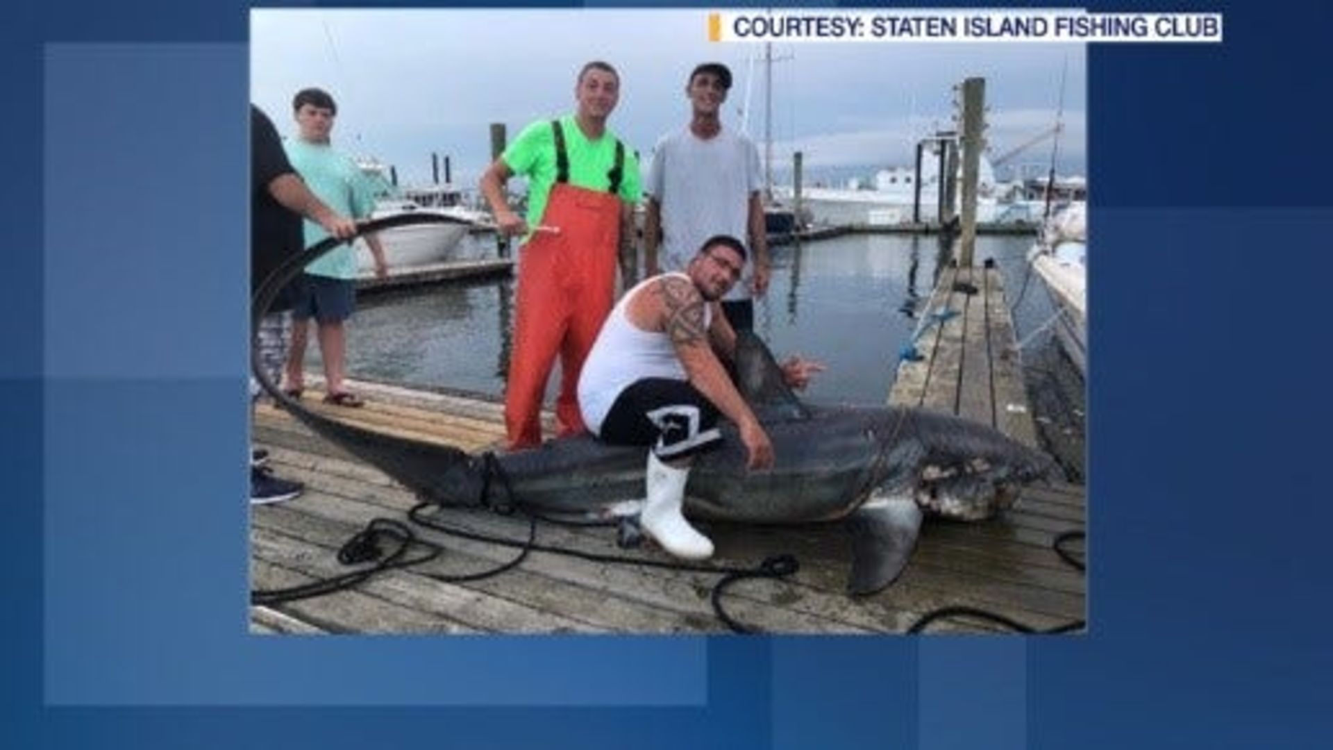 Massive catch – 500-pound shark caught off coast of New Jersey