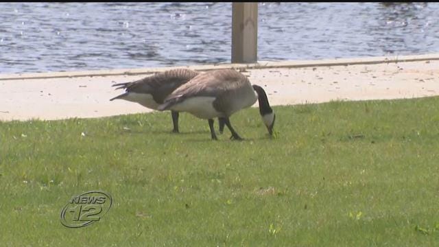 Canada goose discount distress call sound