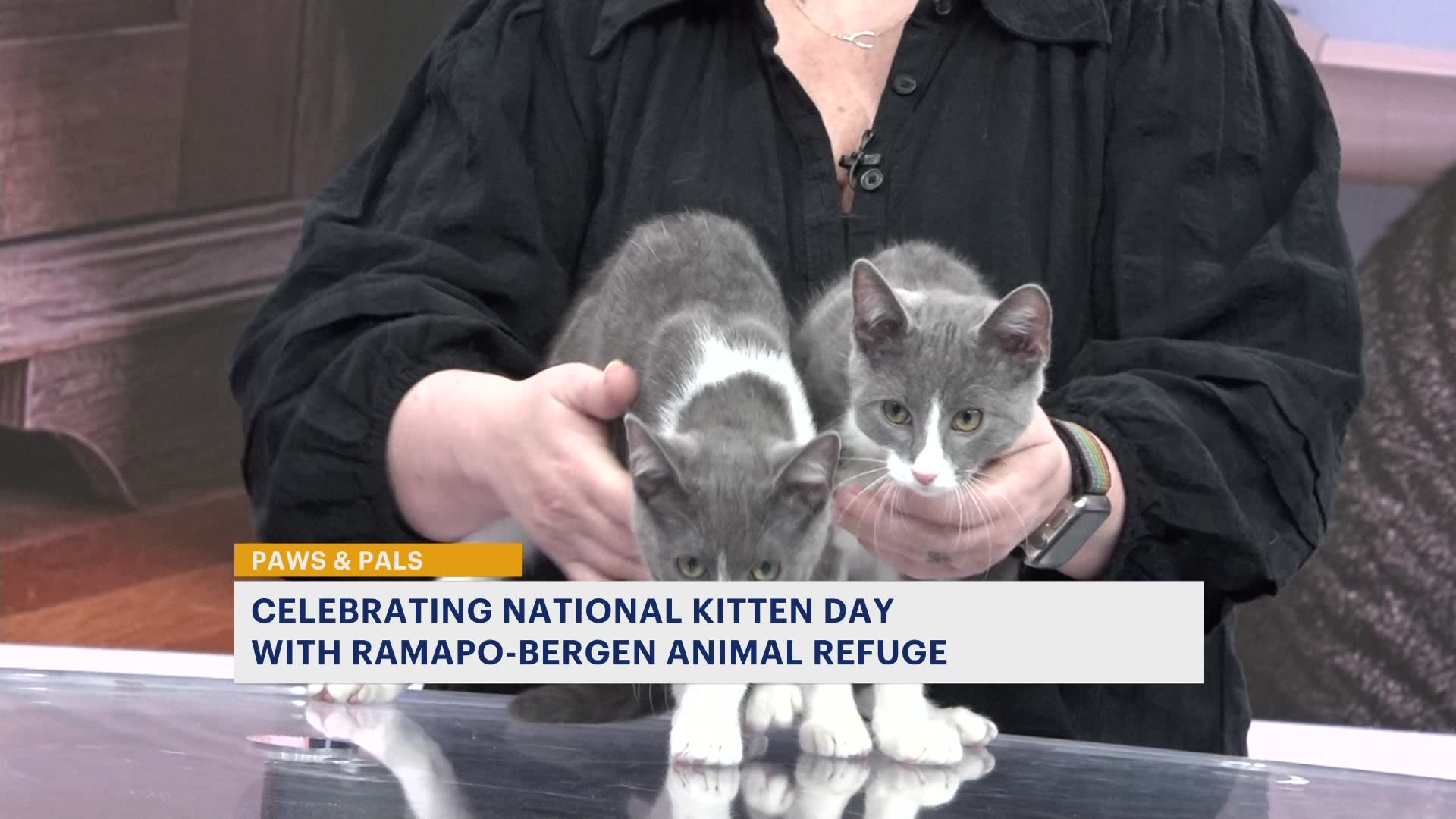 Paws & Pals: 3 kittens available for adoption at Ramapo-Bergen Animal