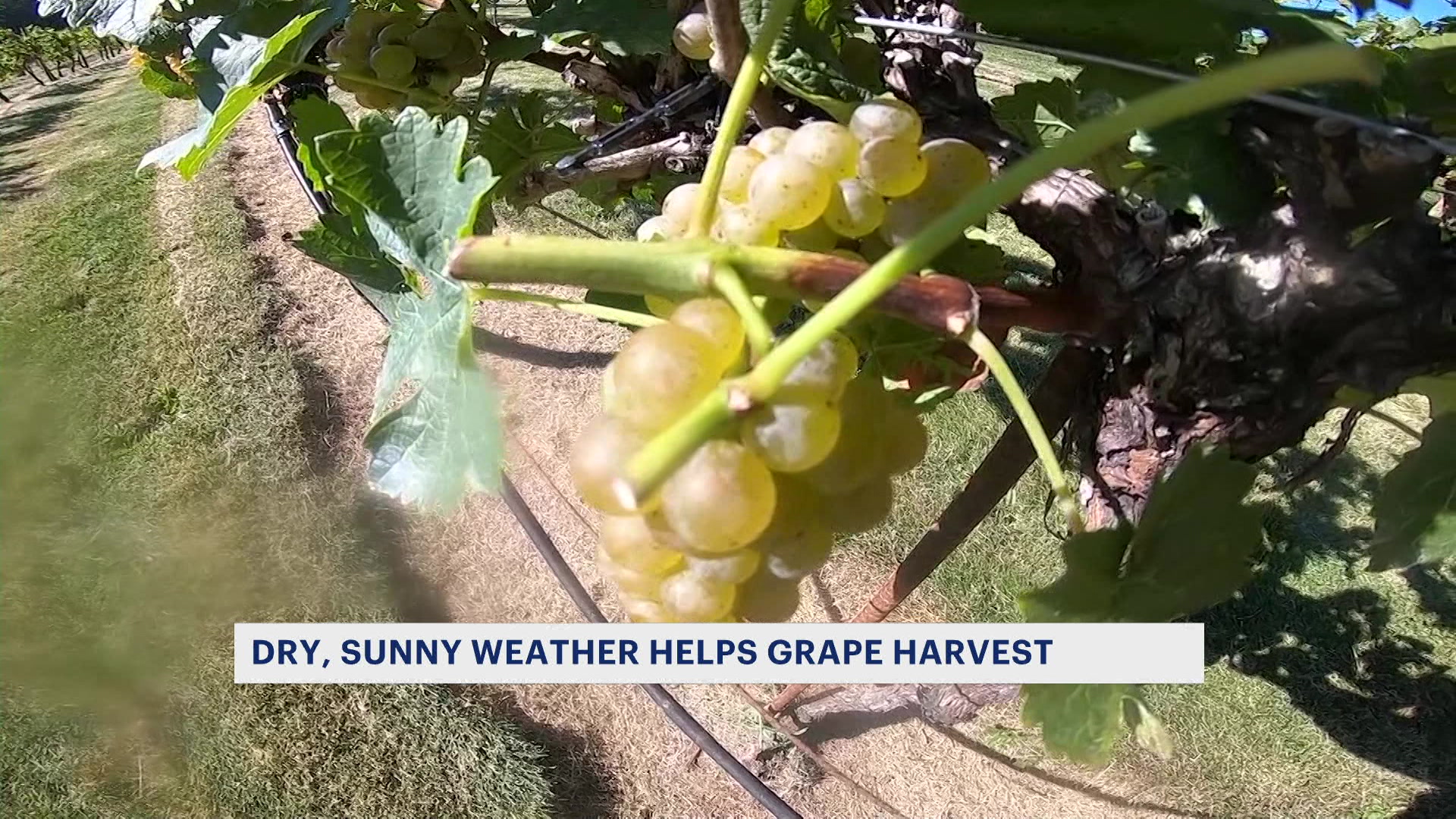 Cheers! New Jersey wineries poised to have great harvest due <a href=