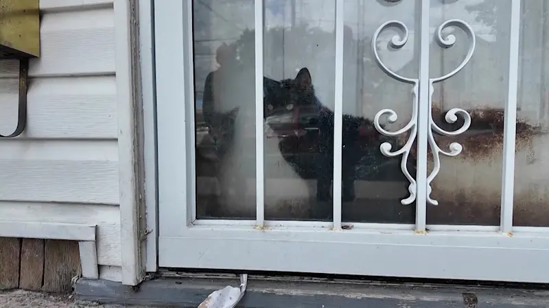 Story image: Neighbors frustrated by city's handling of cat rescue in Mill Basin