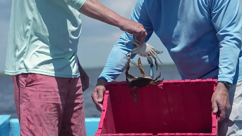 Story image: Down the Shore: Fun Time Crabbing