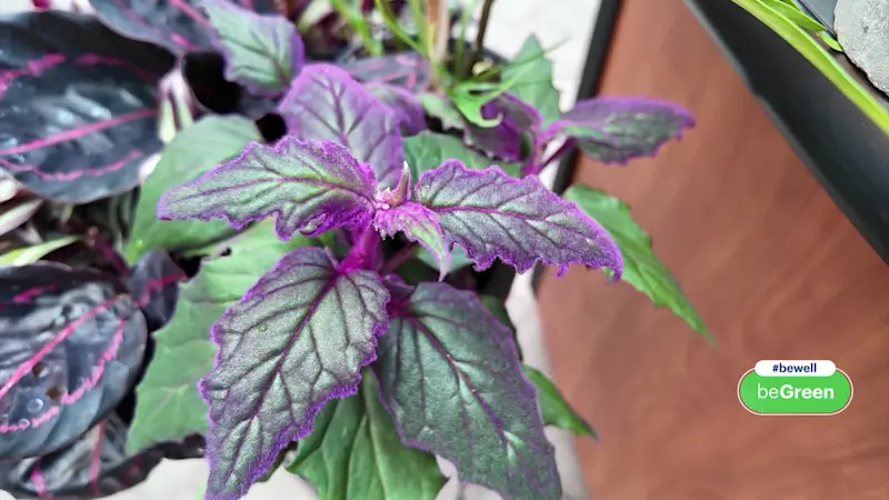 Story image: More than just pumpkins: Plants to add color, charm this Halloween season