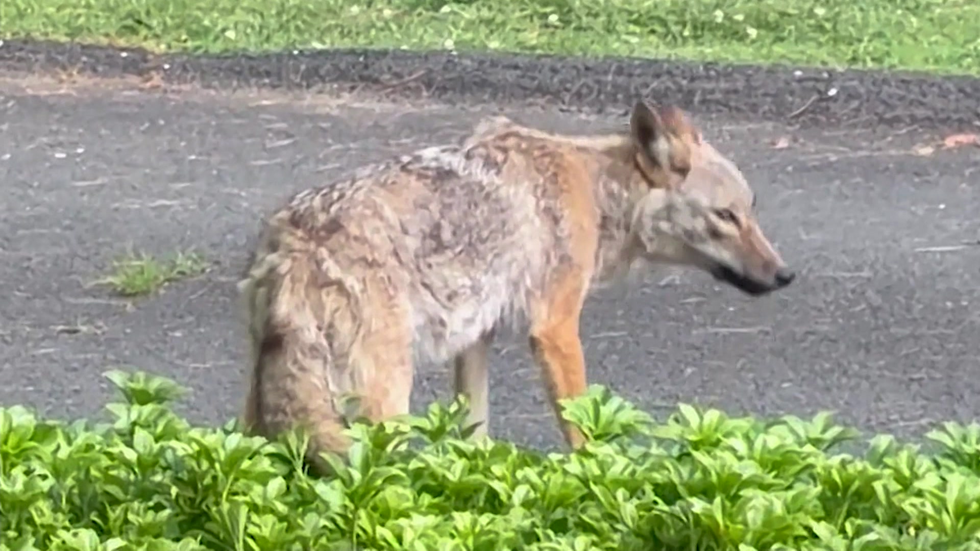 WC 430PM MON_Coyote Sighting_ajc_2026-06-15-16-35-10