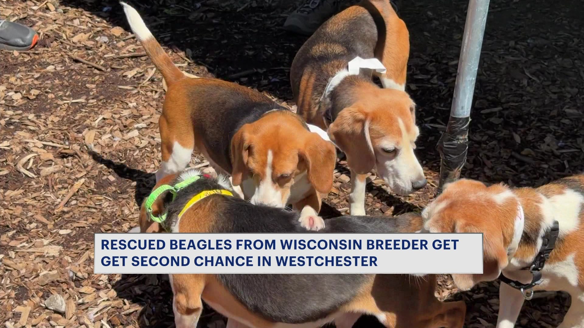 0507beaglesrescued_2026-05-07-17-24-29