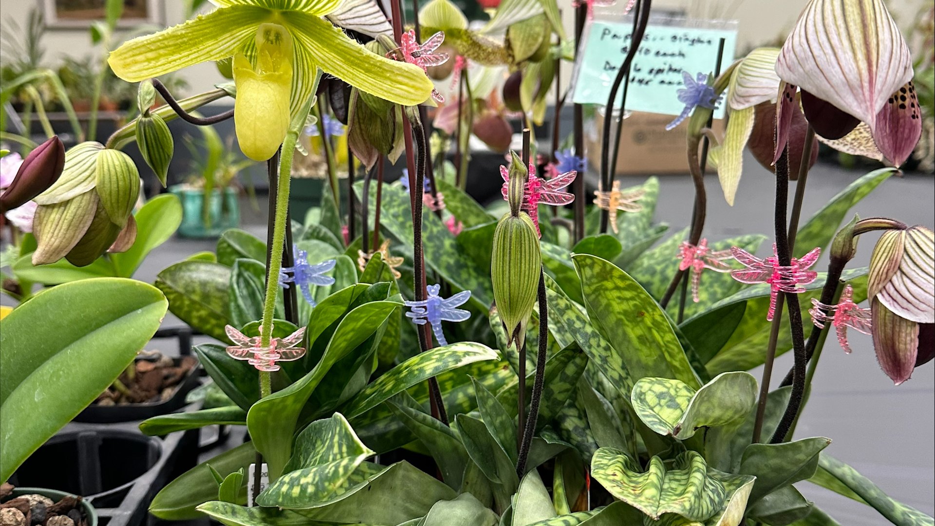 Long Island Orchid Festival 2025