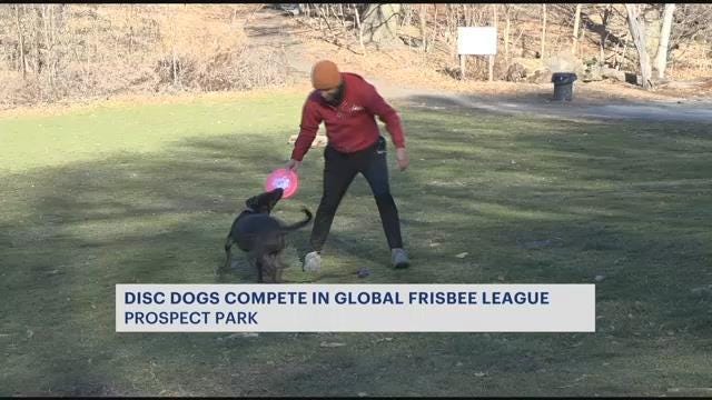 News 12 | Long Island | Brooklyn Disc Dogs League Highlights Owner And ...