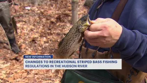 Changes to recreational striped bass fishing regulations in the Hudson River