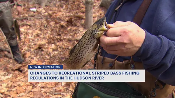 Changes to recreational striped bass fishing regulations in the Hudson River