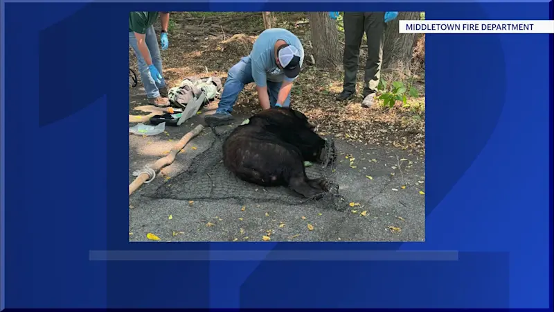 Story image: Bear safely removed from Middletown tree and released
