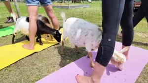 The East End: Goat yoga at Corwith Farm in Water Mill