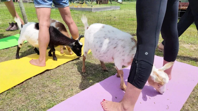 Story image: The East End: Goat yoga at Corwith Farm in Water Mill